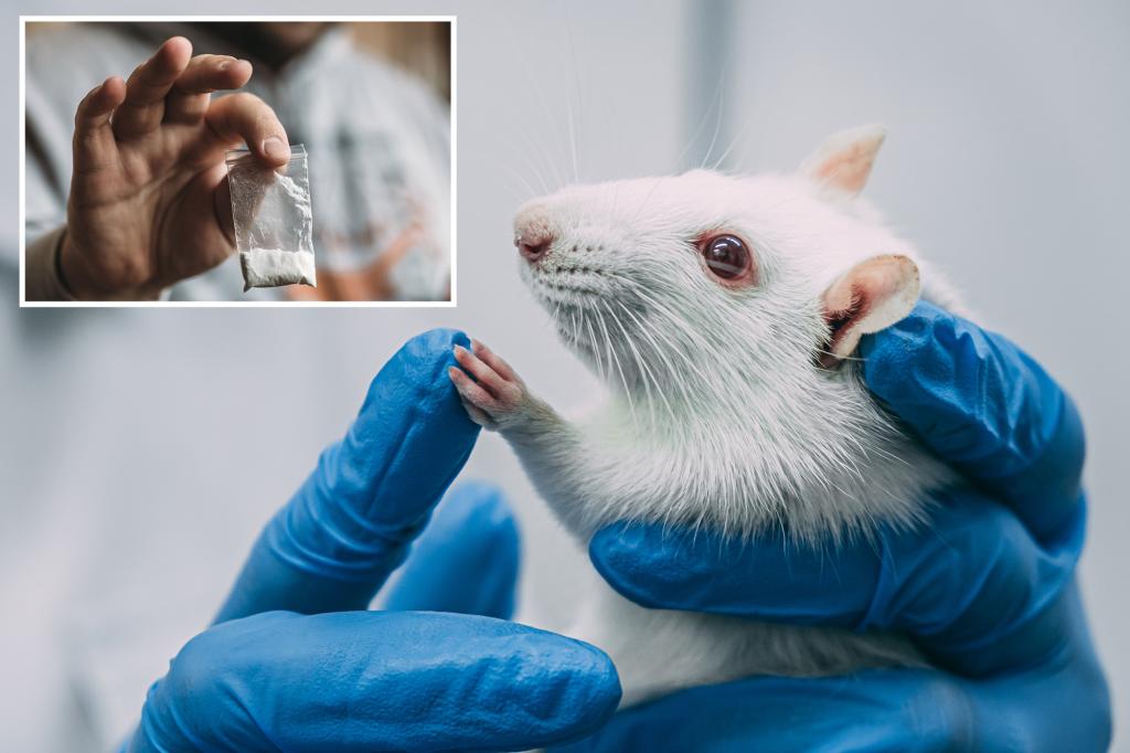 What scientists just learned about addiction by giving rats cocaine: 'Third group surprised us'